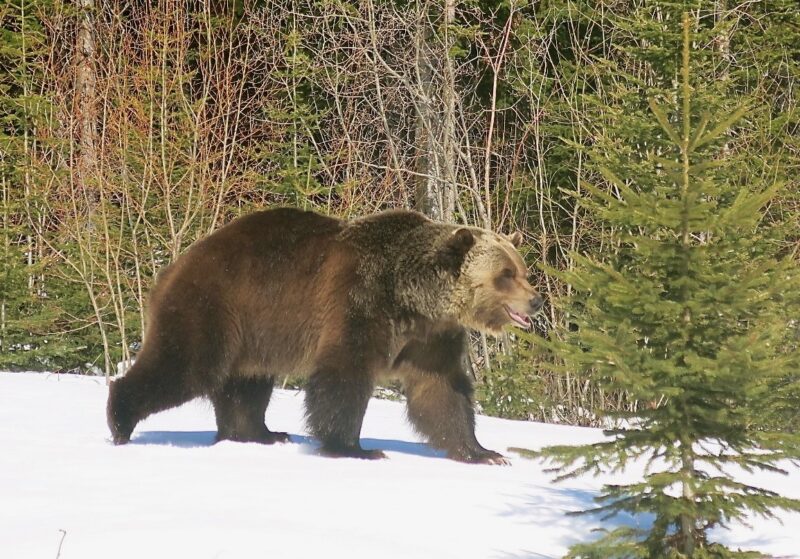 Boo the bear. Kicking Horse, British Columbia, Canada. Image © PlanetSKI